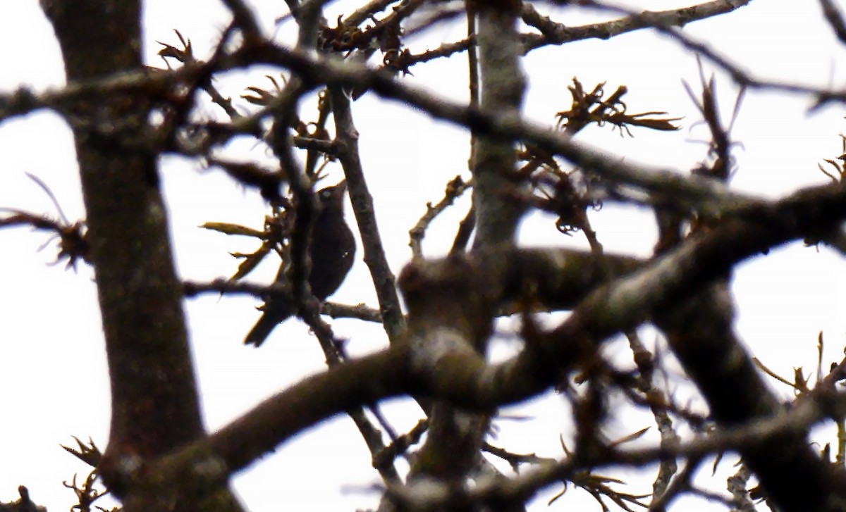 Maxwell's Black Weaver (White-naped) - ML205138011