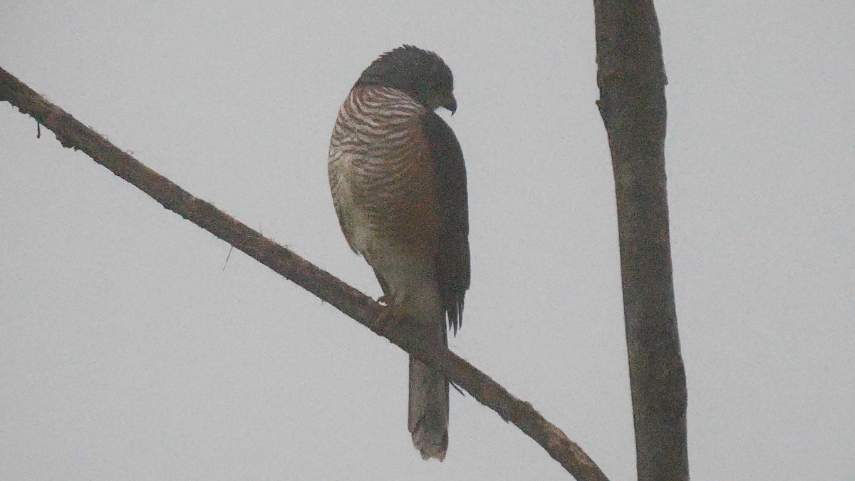 African Goshawk (Banded) - ML205138081