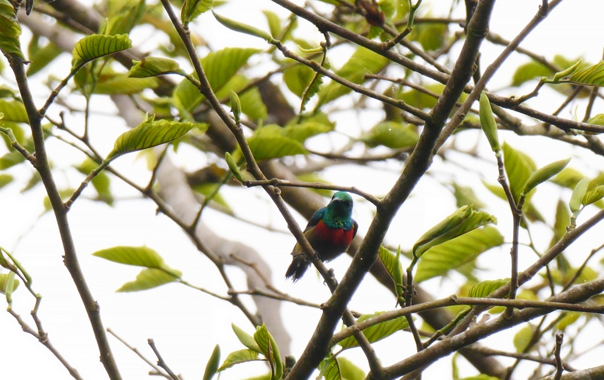 Olive-bellied Sunbird - ML205138111