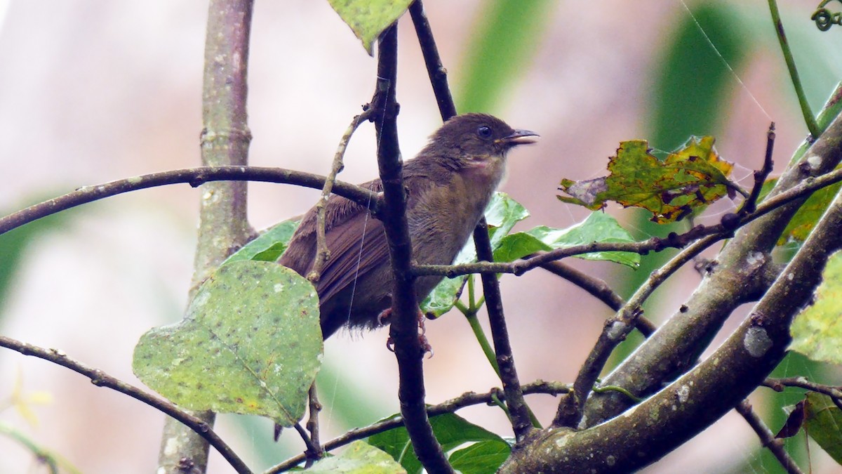 Little Greenbul - ML205138141