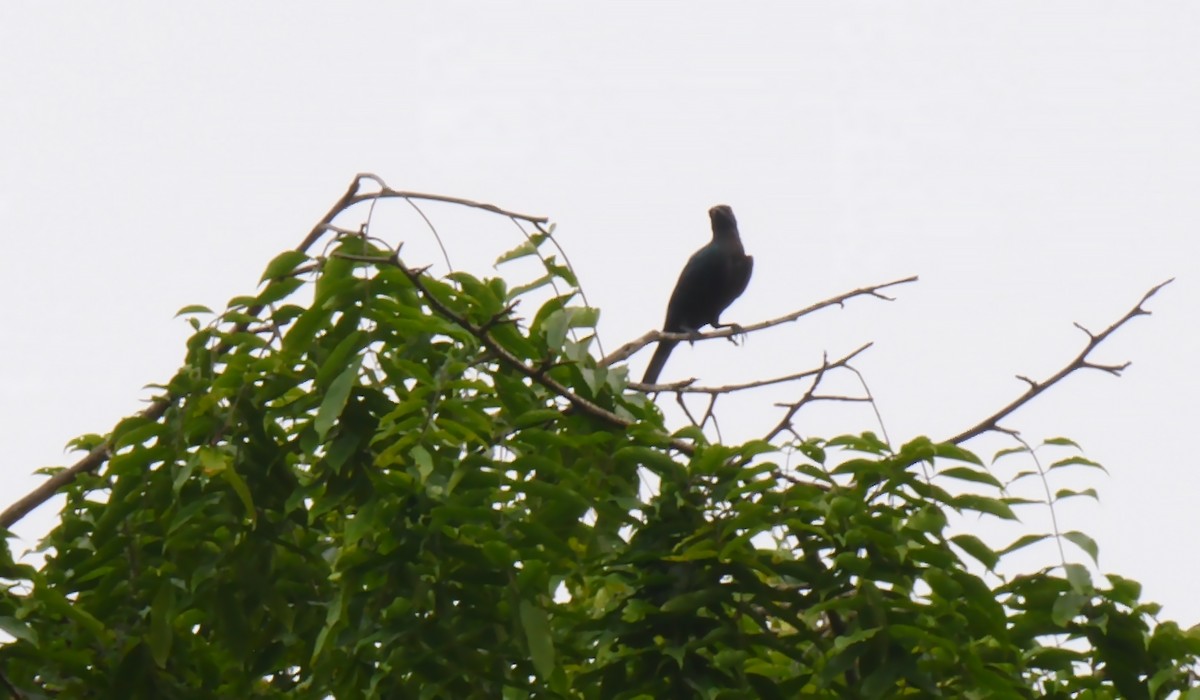 Chestnut-winged Starling (Hartlaub's) - ML205138201