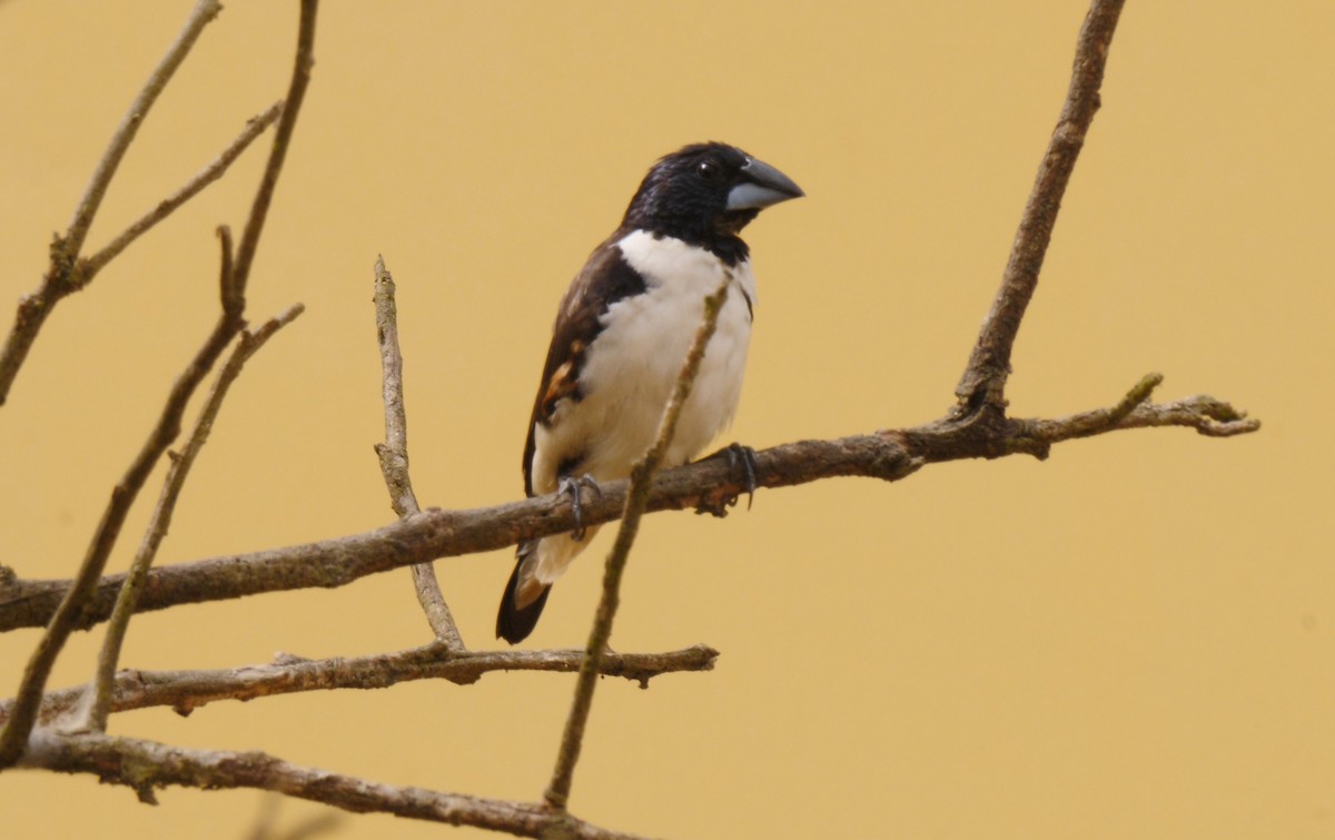 Magpie Mannikin - Josep del Hoyo