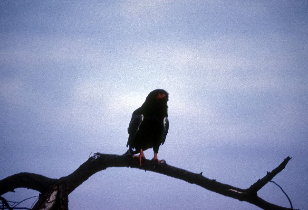 Bateleur des savanes - ML205138271