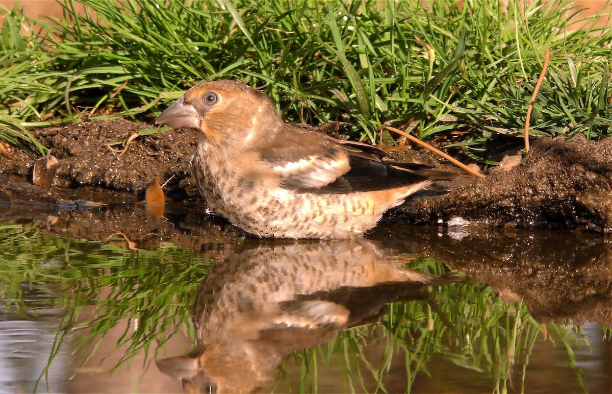 Hawfinch - Josep del Hoyo