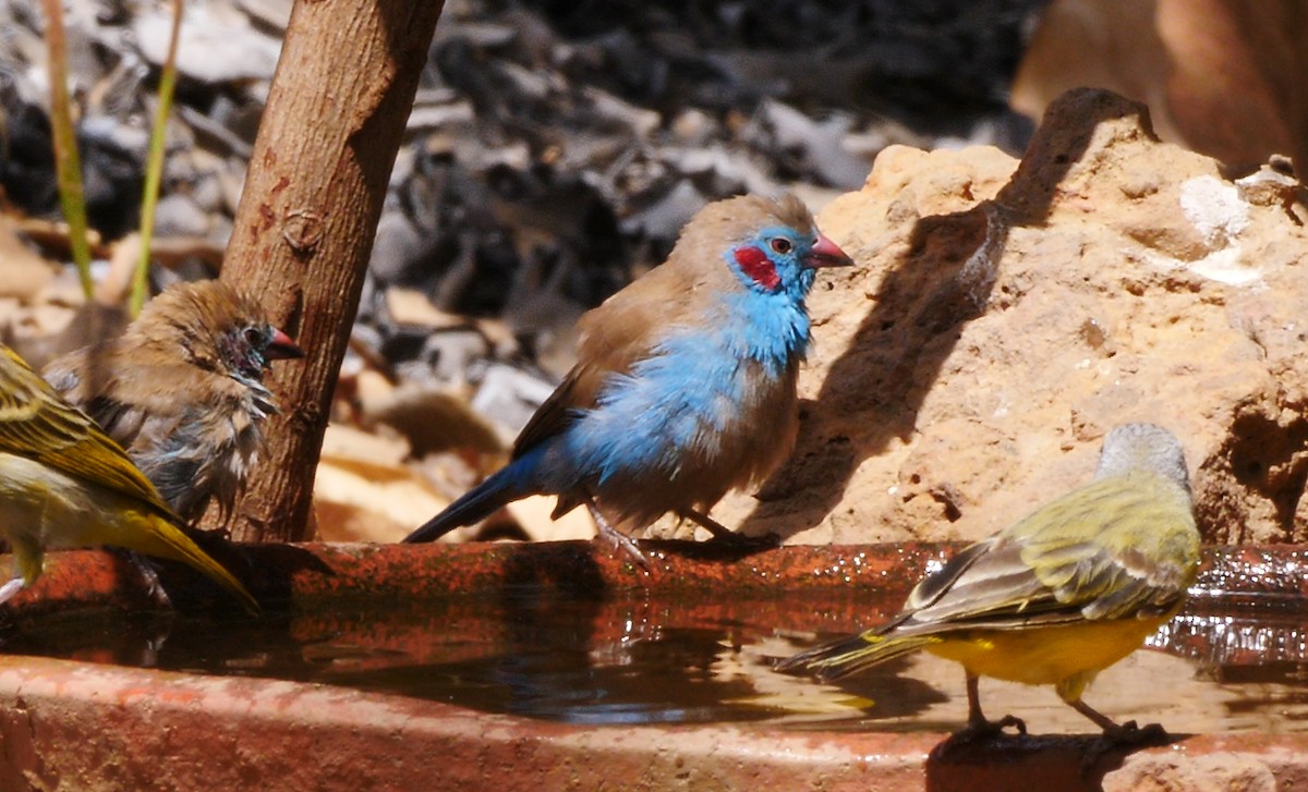 Red-cheeked Cordonbleu - ML205138701