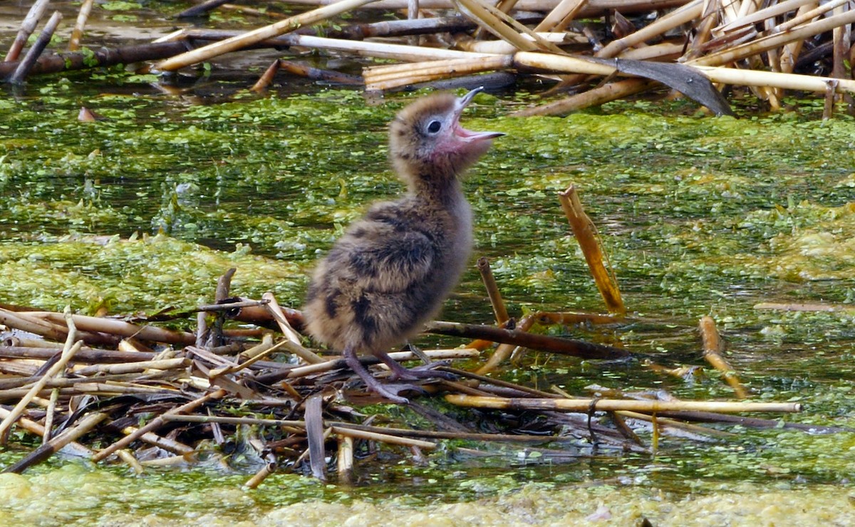 Weißflügel-Seeschwalbe - ML205138741