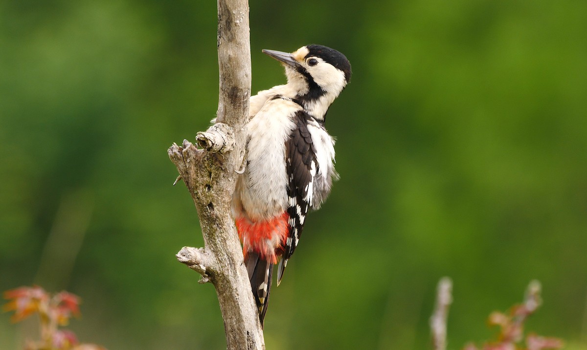 Syrian Woodpecker - ML205138821