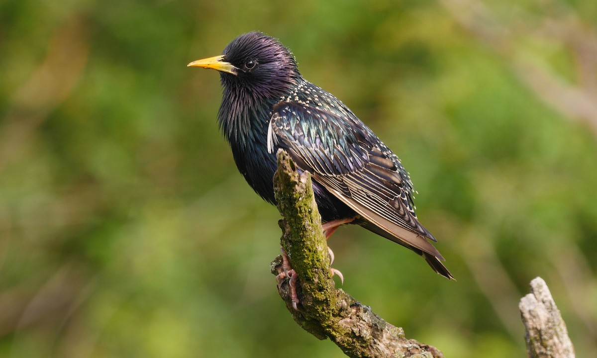 European Starling - ML205138871