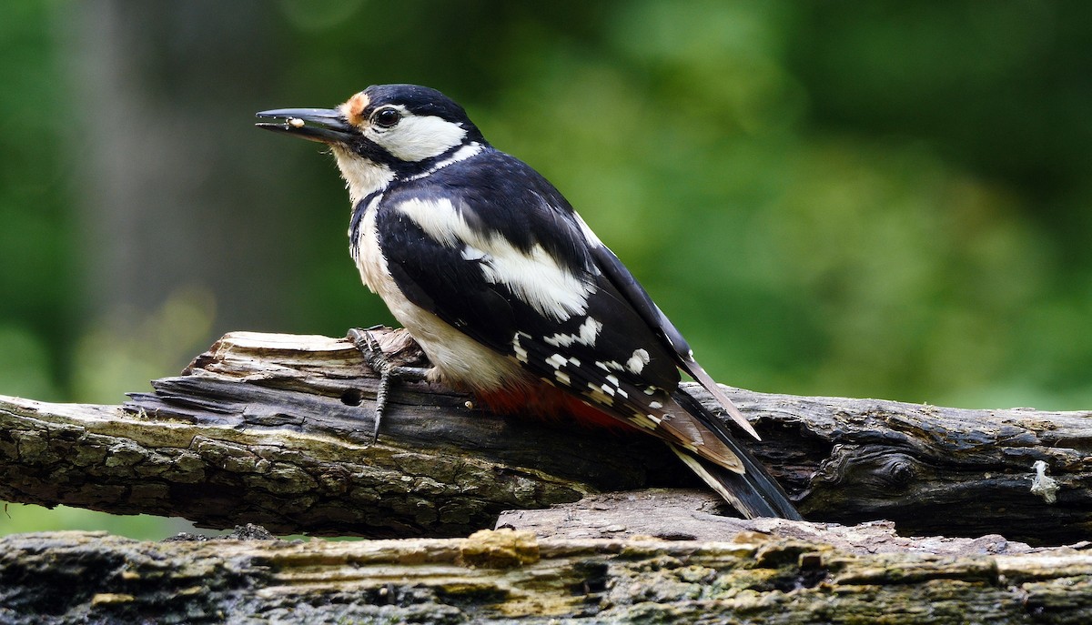 Great Spotted Woodpecker (Great Spotted) - ML205138921