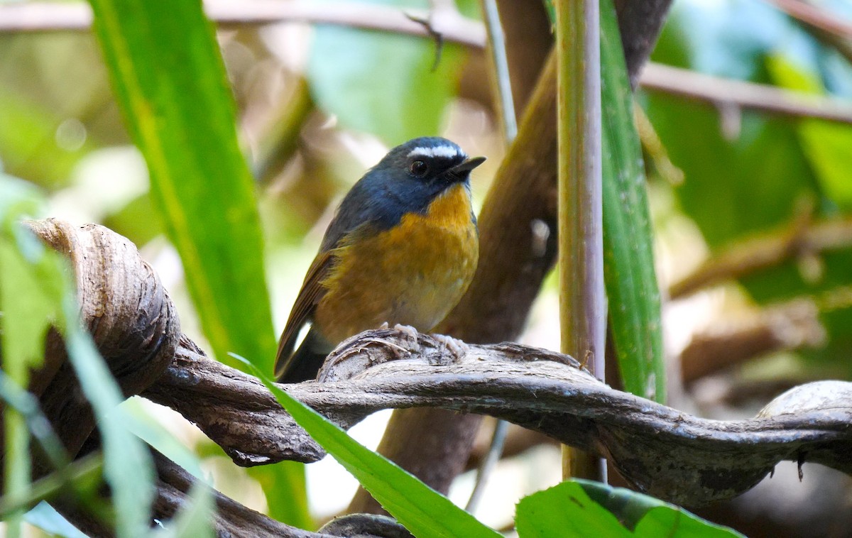 Snowy-browed Flycatcher - ML205139091