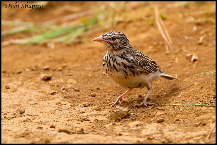 Madagascar Lark - ML205139141