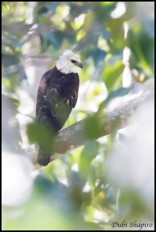 Flores Hawk-Eagle - Dubi Shapiro