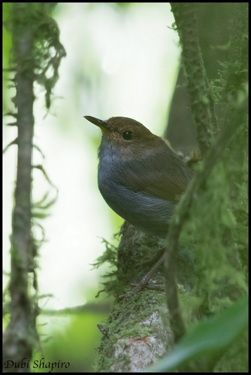 Russet-capped Tesia - Dubi Shapiro