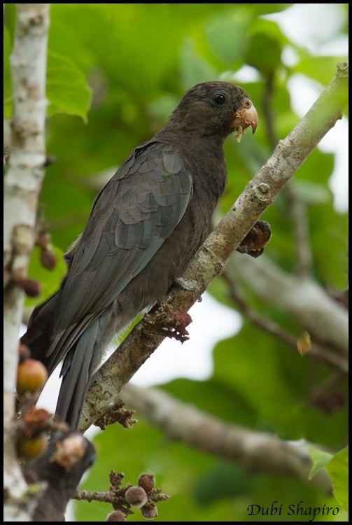 Lesser Vasa Parrot - ML205139421