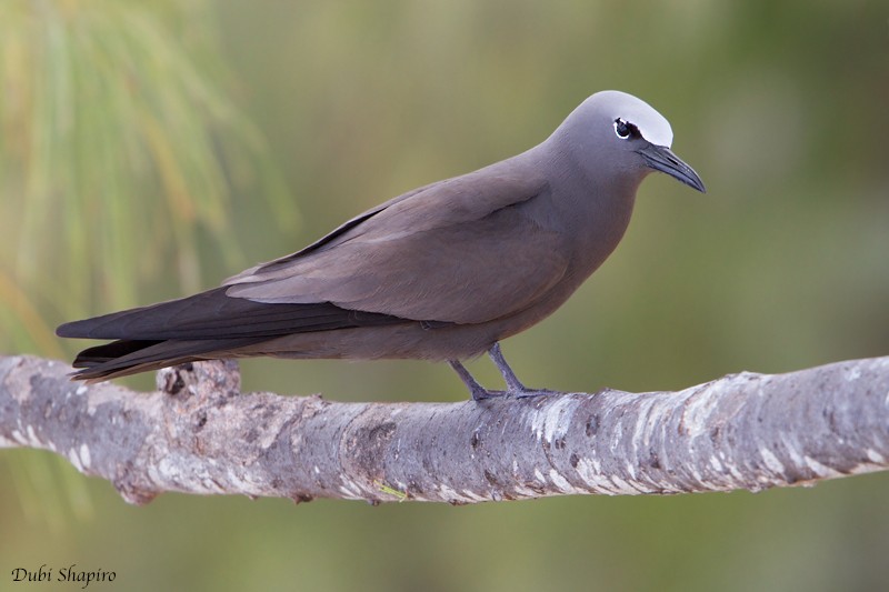 Brown Noddy - ML205139501