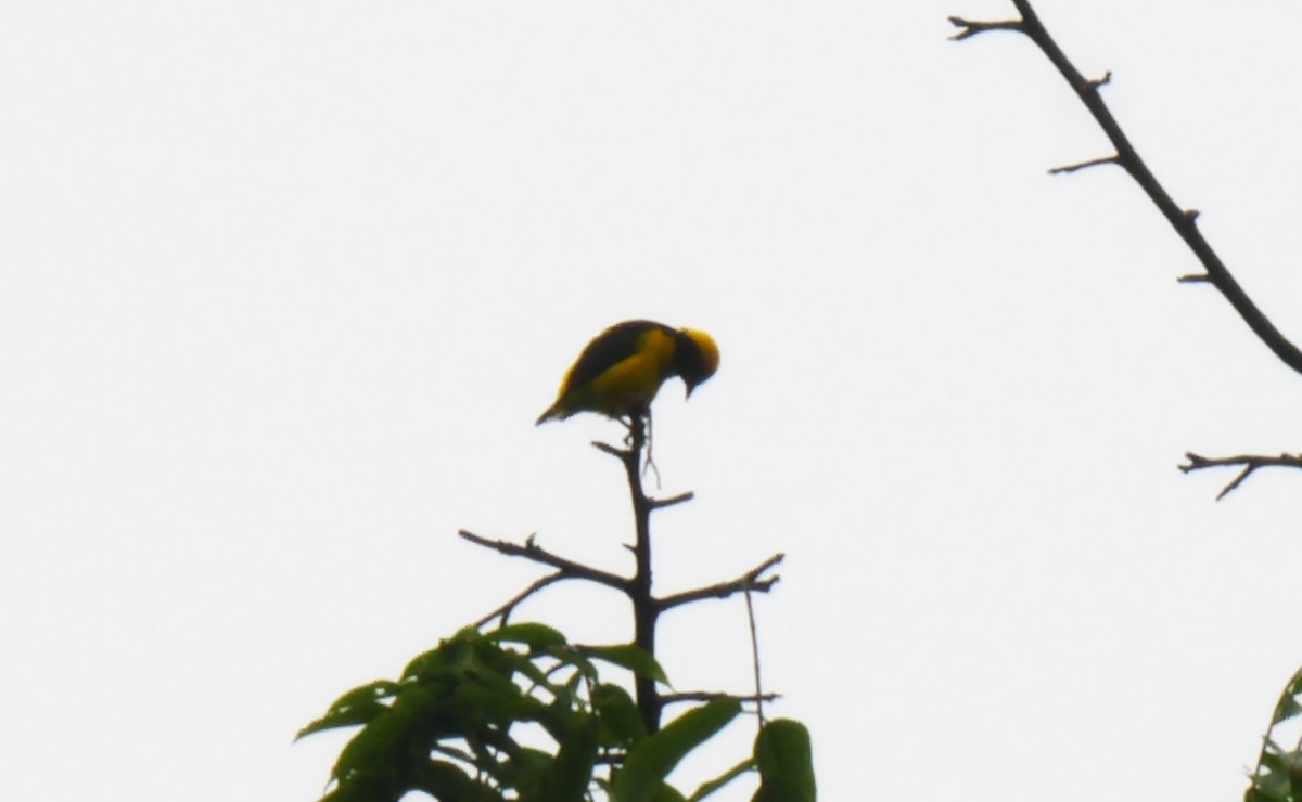 Preuss's Weaver - ML205139711