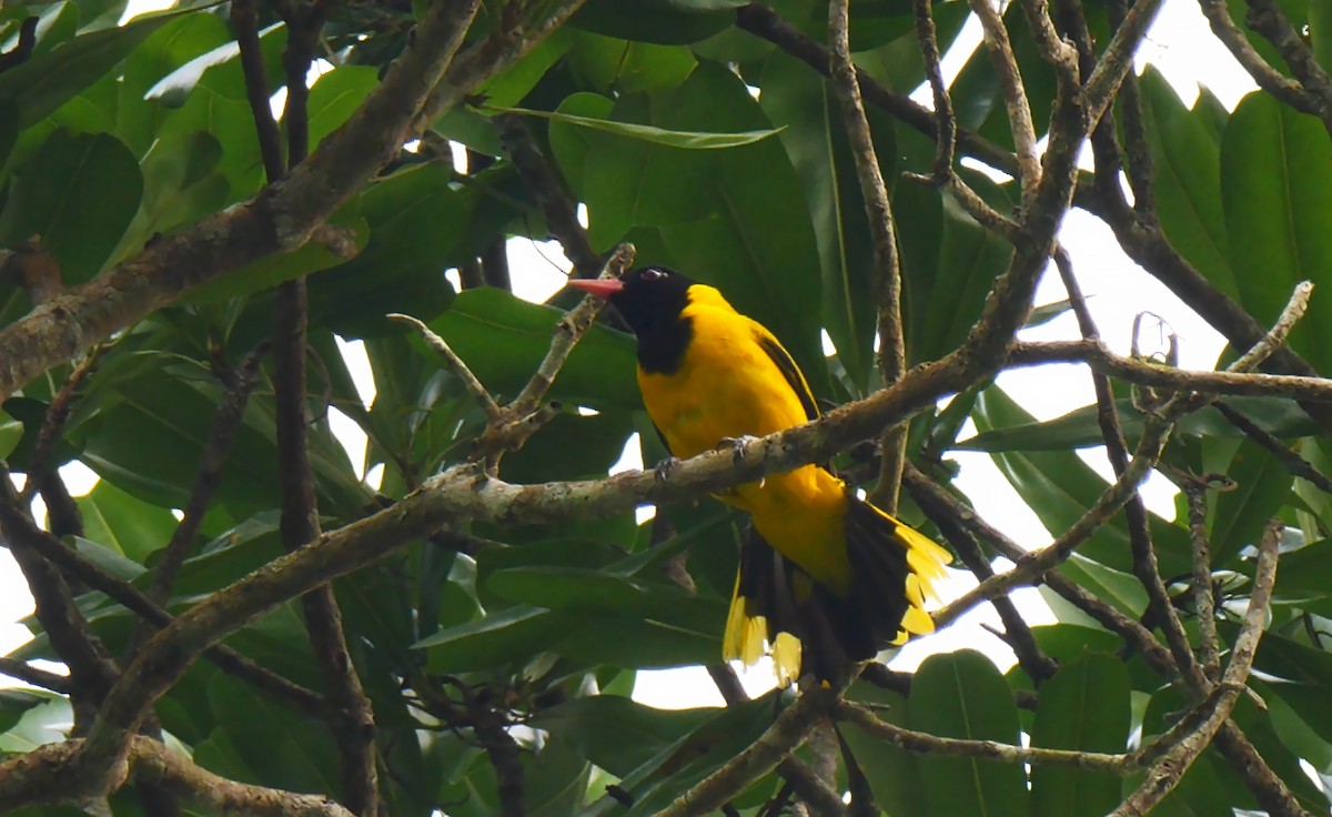 Black-winged Oriole - ML205139791