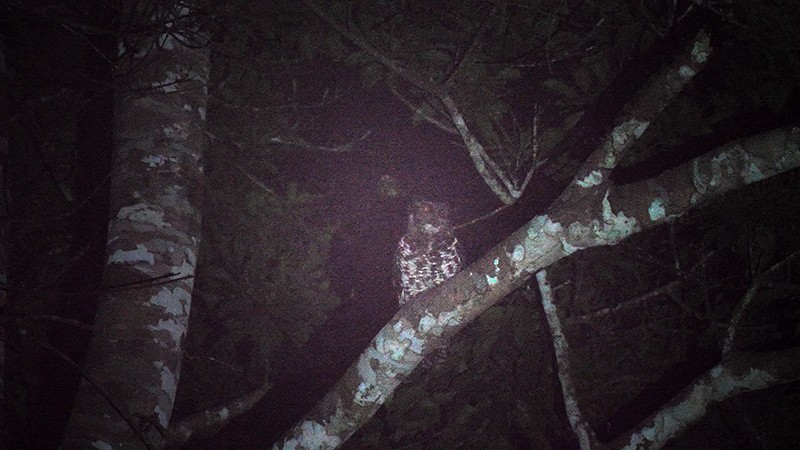 Akun Eagle-Owl - Josep del Hoyo