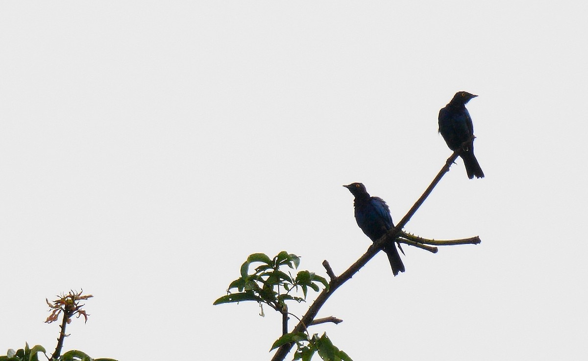 Copper-tailed Starling - ML205140031