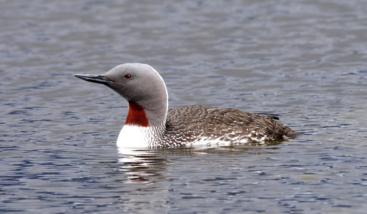 Red-throated Loon - ML205140101