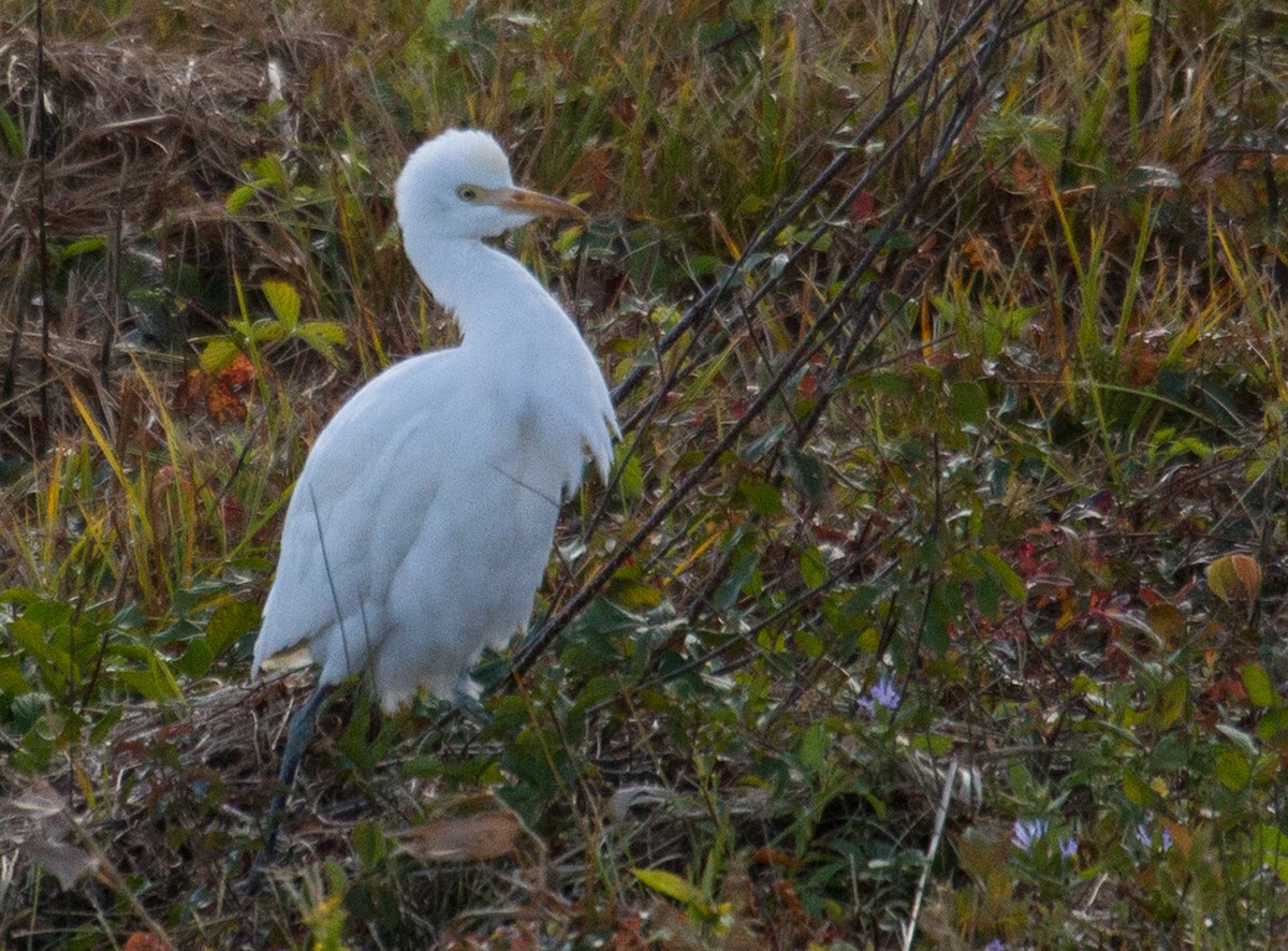 Western Cattle Egret - ML20514011