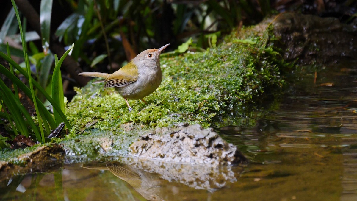 Rotstirn-Schneidervogel - ML205140151