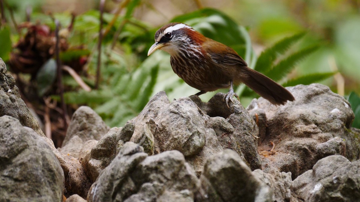 Streak-breasted Scimitar-Babbler - ML205140161