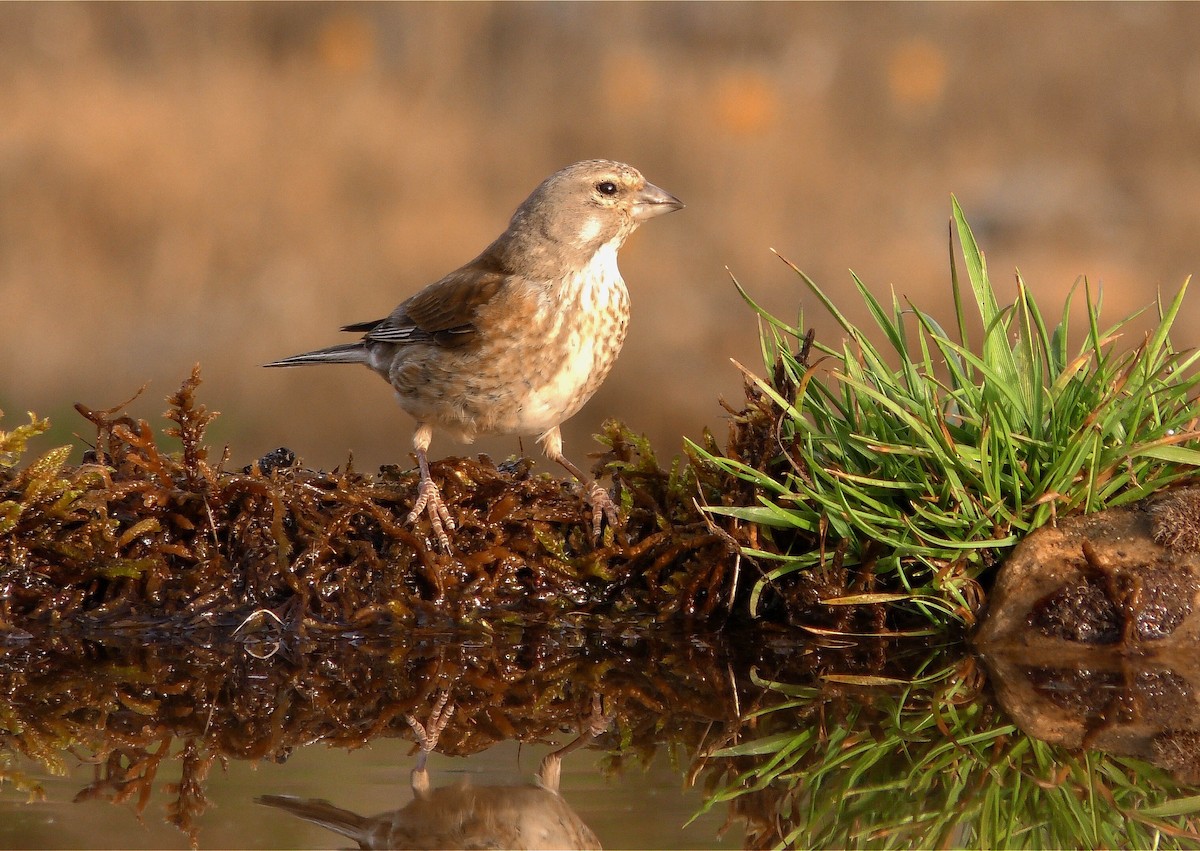 Eurasian Linnet - Josep del Hoyo