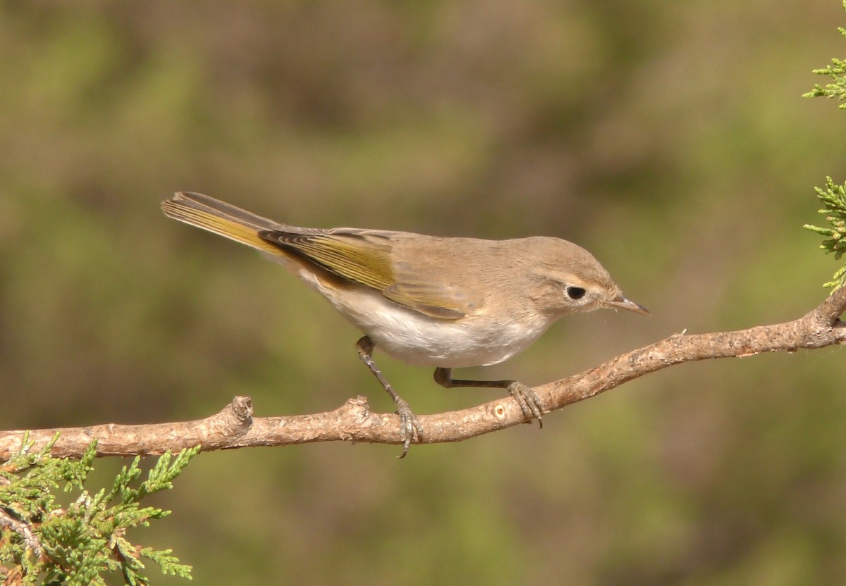 Western Bonelli's Warbler - ML205140261