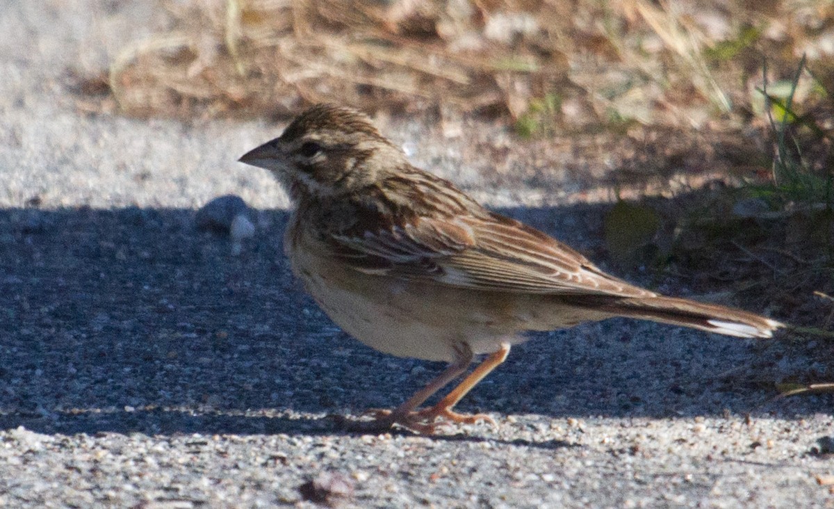 Lark Sparrow - Eric Labato