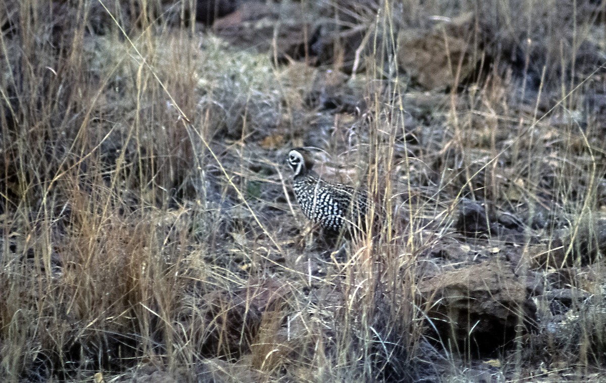 Montezuma Quail (Montezuma) - Josep del Hoyo