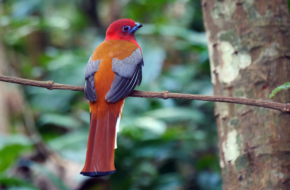 trogon rudohlavý - ML205140661