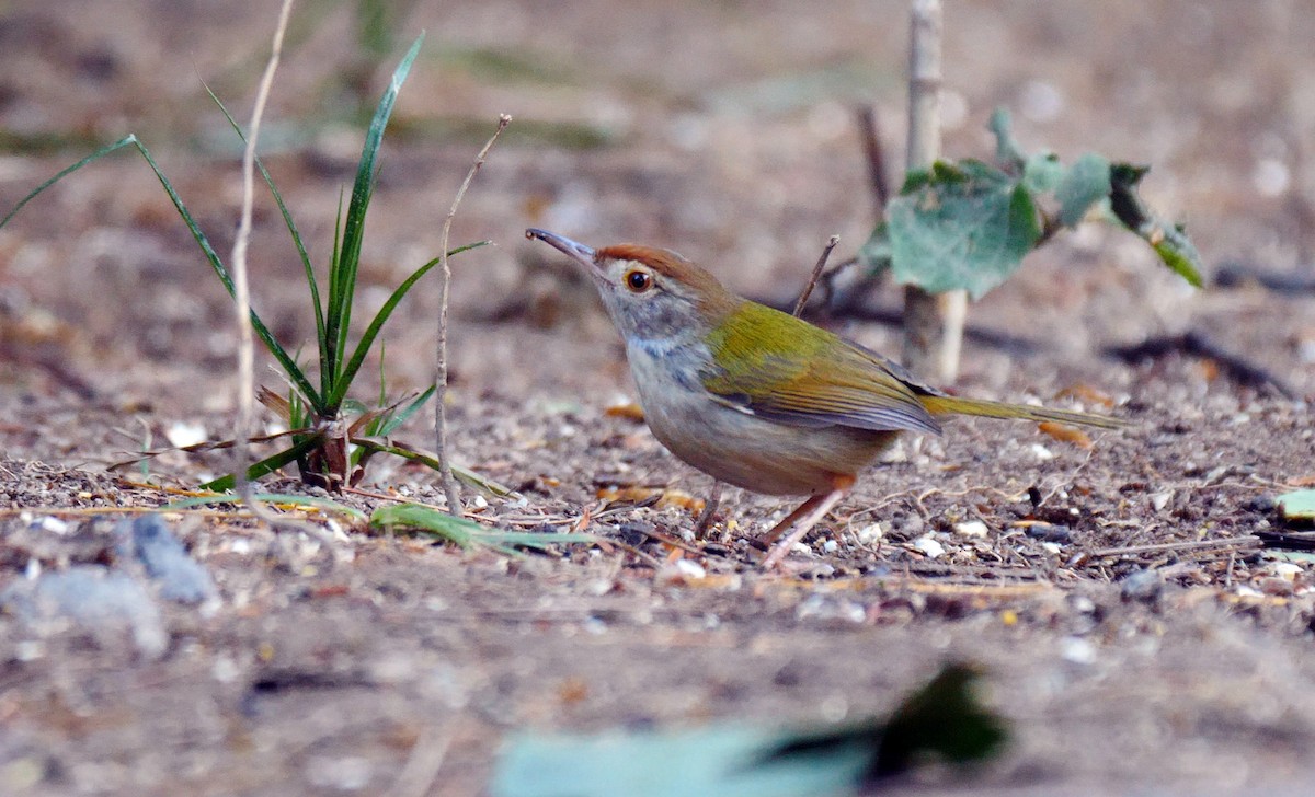 Common Tailorbird - ML205140771