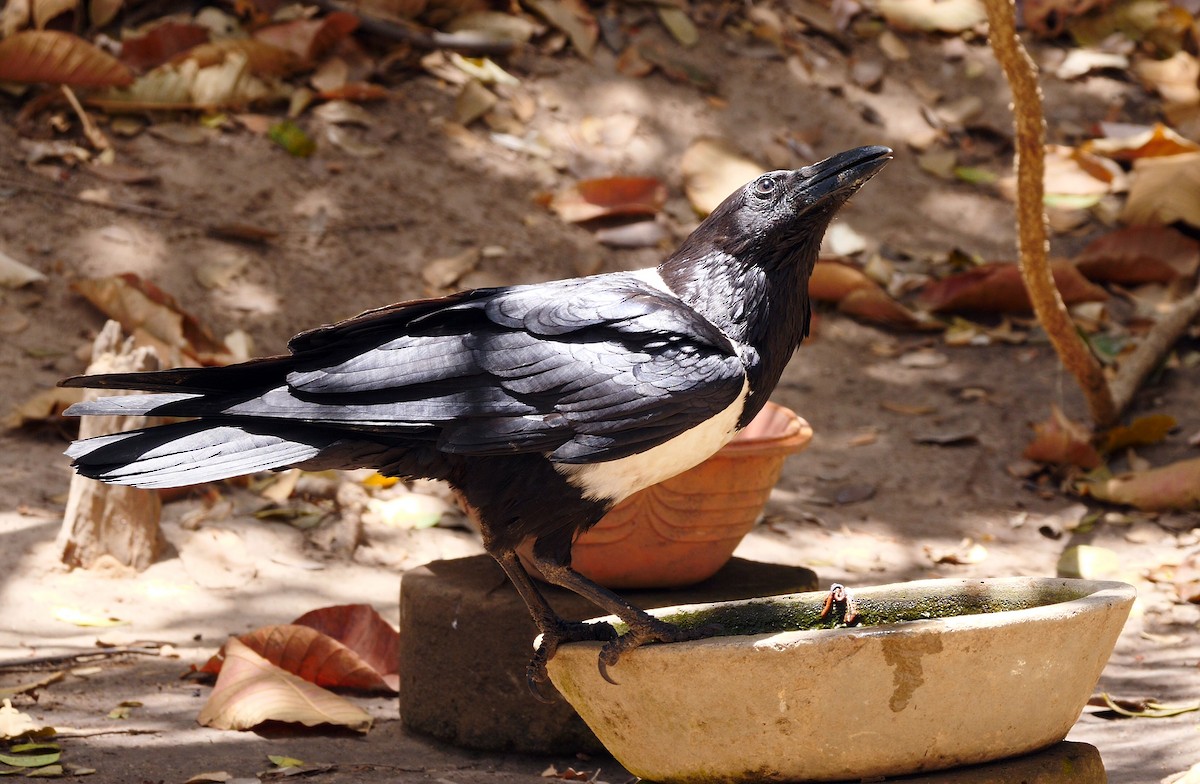 Pied Crow - ML205140831