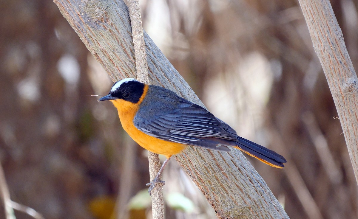 Snowy-crowned Robin-Chat - Josep del Hoyo
