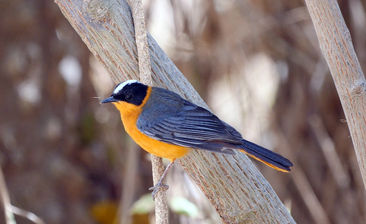 Snowy-crowned Robin-Chat - ML205140851