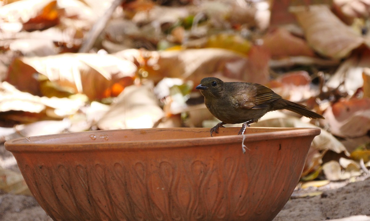 Little Greenbul - Josep del Hoyo