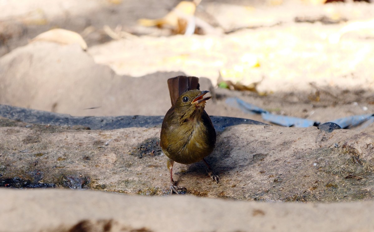 Little Greenbul - Josep del Hoyo