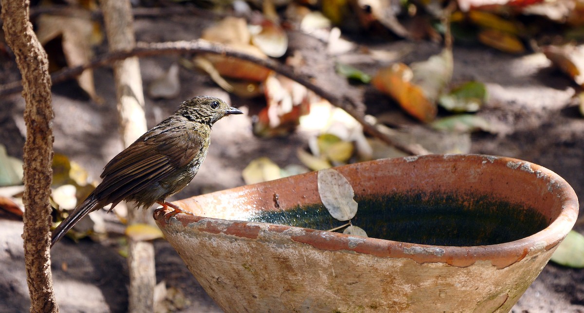 Little Greenbul - ML205140921