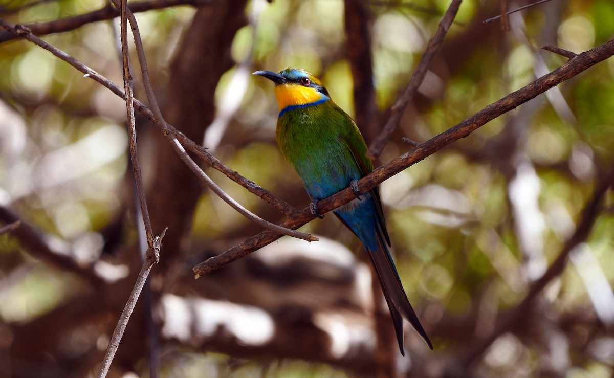 Swallow-tailed Bee-eater - Josep del Hoyo