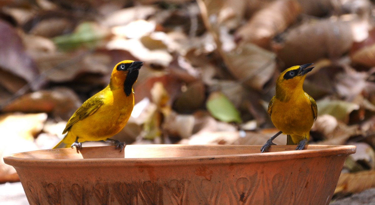 Olive-naped Weaver - ML205140951