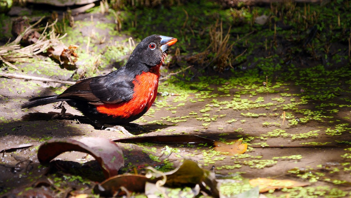 Rotbrust-Samenknacker (haematina/togoensis) - ML205140981