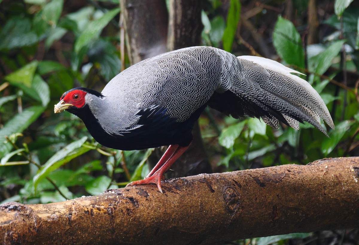 Silver Pheasant - Josep del Hoyo