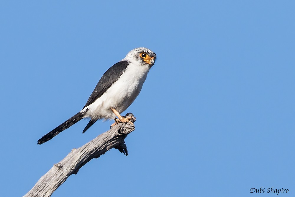 White-rumped Falcon - ML205141161