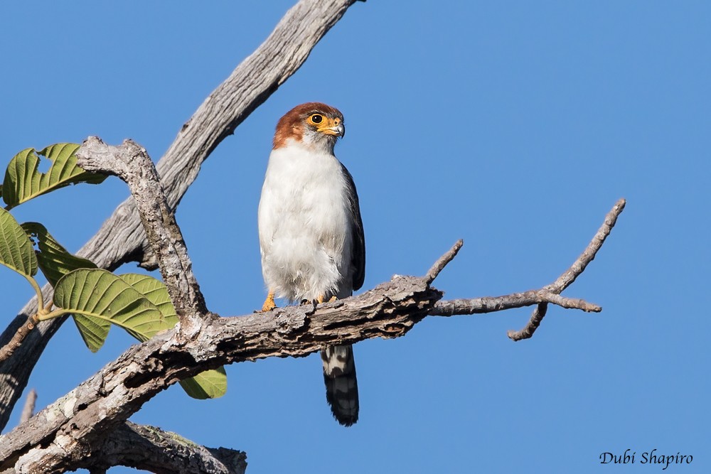 White-rumped Falcon - ML205141171