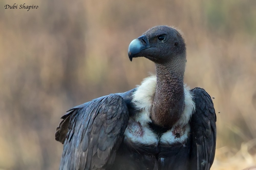 White-rumped Vulture - Dubi Shapiro