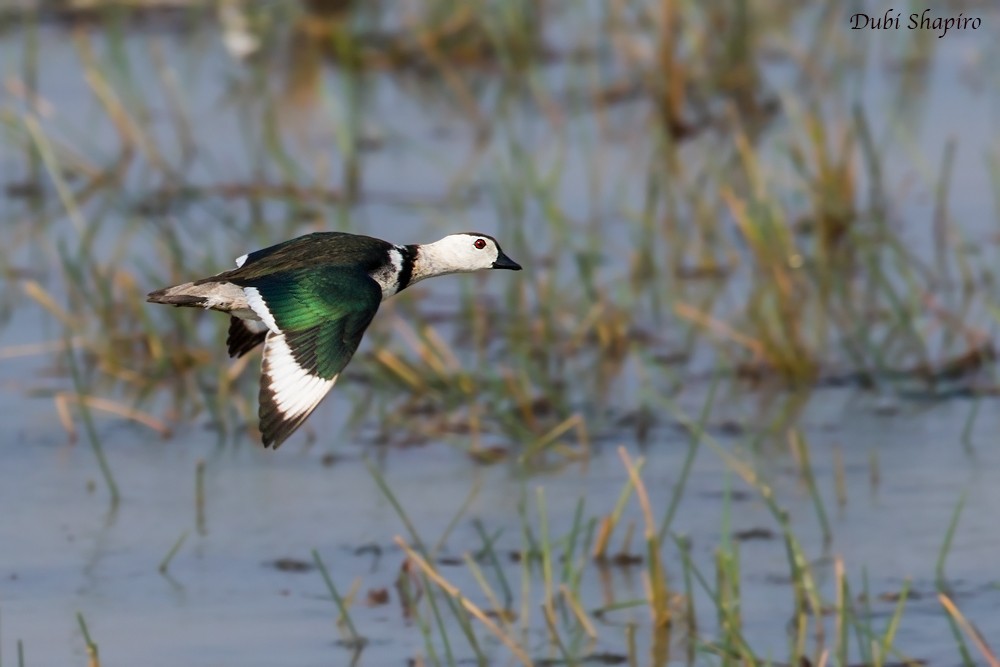 Cotton Pygmy-Goose - Dubi Shapiro