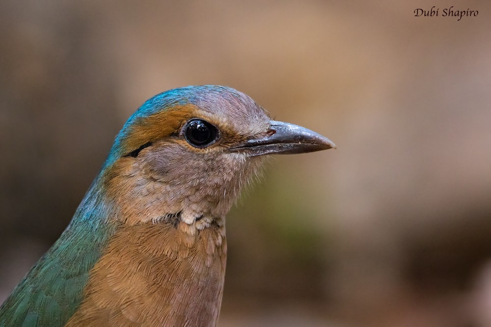 Blue-rumped Pitta - Dubi Shapiro