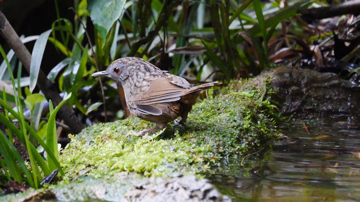 Streaked Wren-Babbler - ML205141651