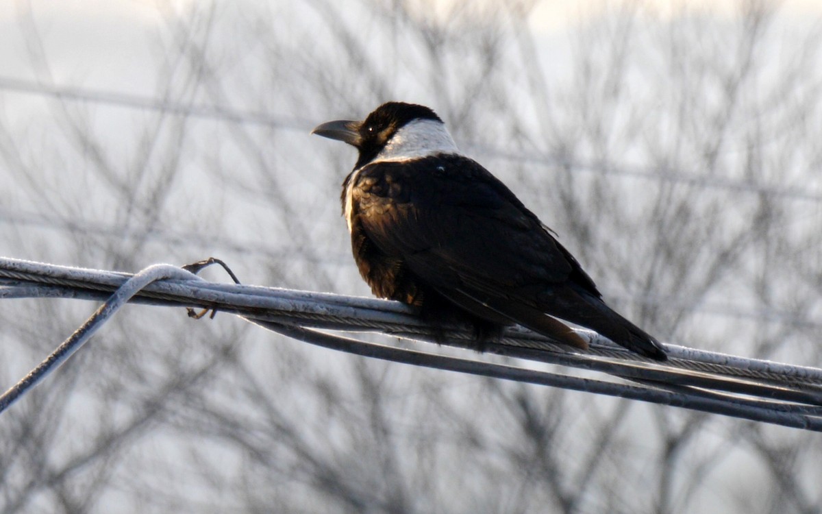 Collared Crow - ML205141831